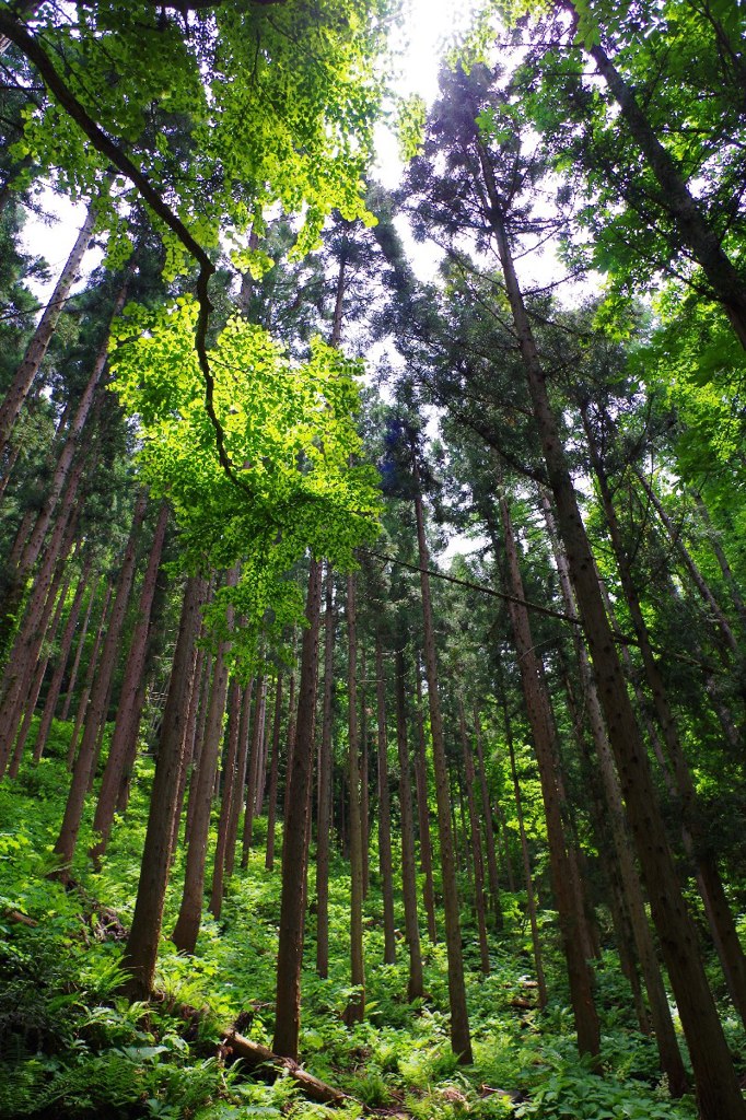 Cedar trees