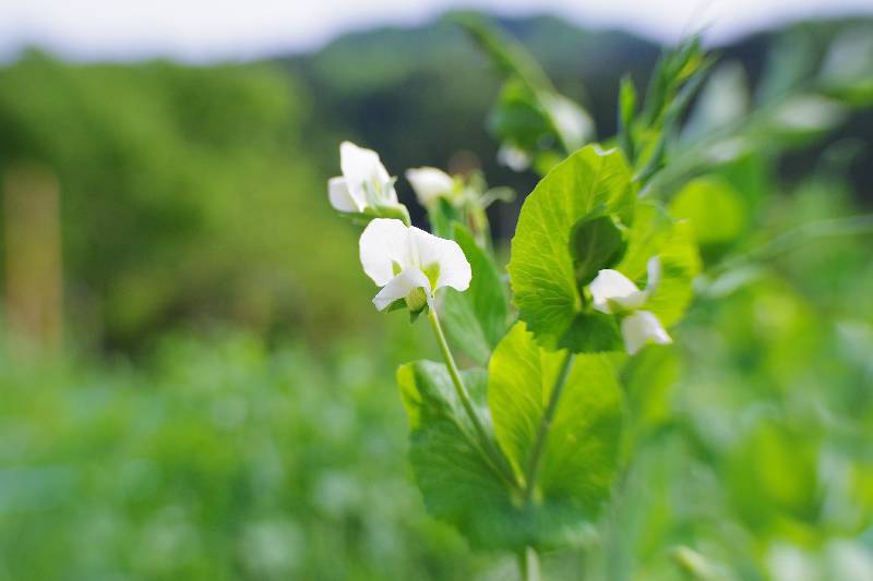 Flower of green bean