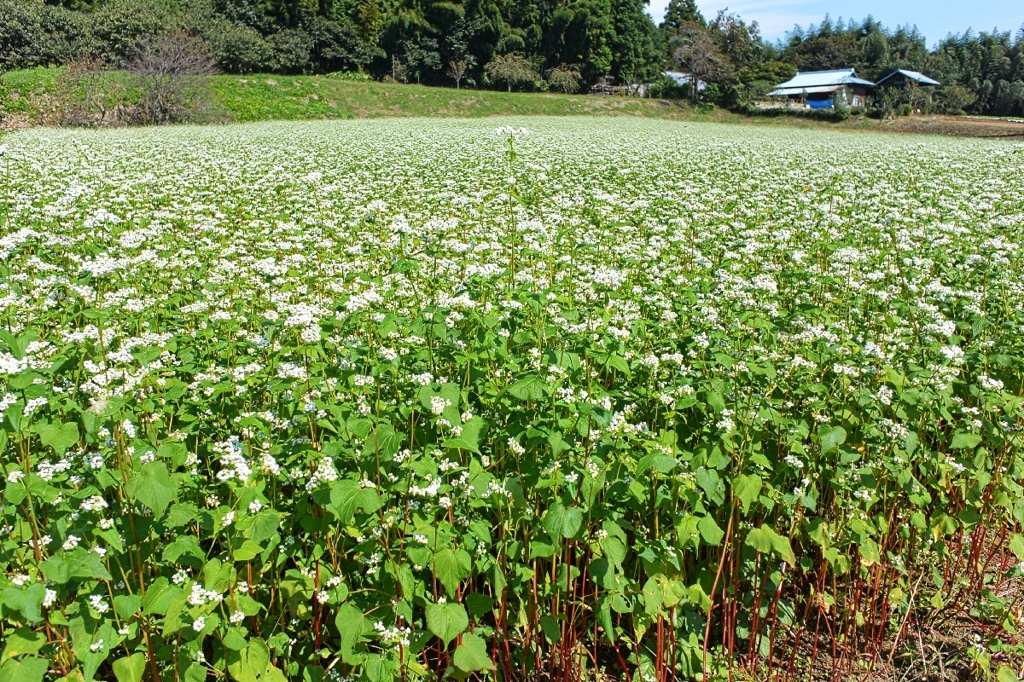 Buckwheat flower of this season