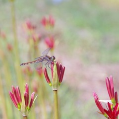Dragonfly on Lycoris flower bud