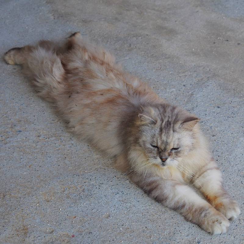 Lying Cat