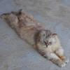 Lying Cat