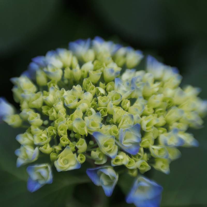 Hydrangea (アジサイ)