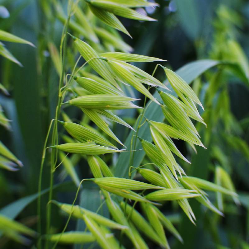 Oat flower