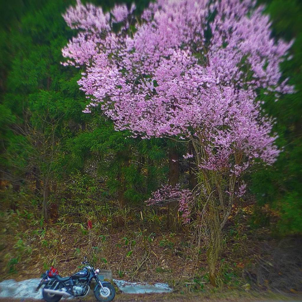 桜の木の下で（HONDA Phantom200）