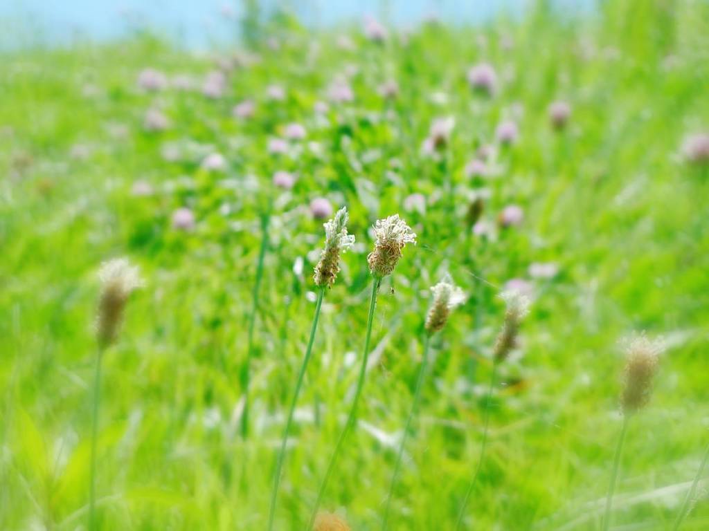 Plantain flower (車前草の花)