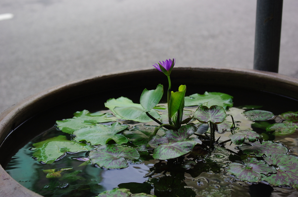 道路わきに並ぶ水生植物の鉢