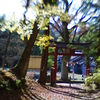 綱神社の鳥居