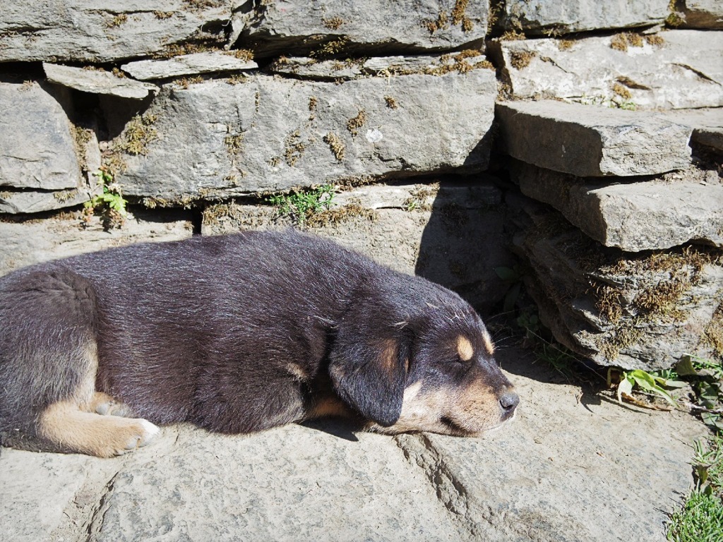 Nap on a stone step