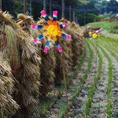 Windmill in rice field 