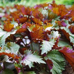 SHISO herb (Japanese basil)