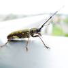 Sawyer-beetle