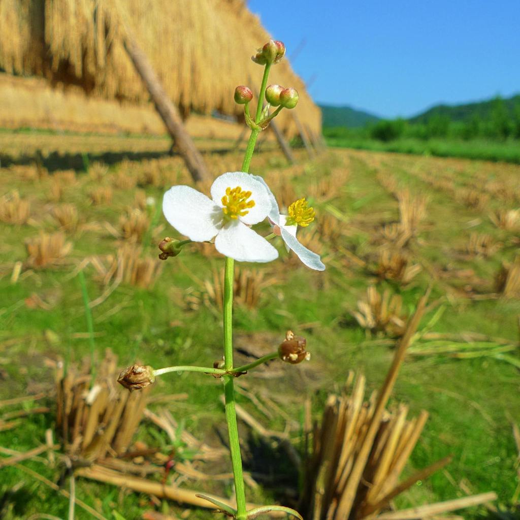 Flower besides rice field