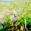 Flower besides rice field