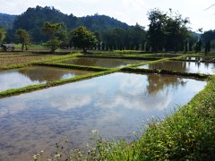 Rice field filled with water