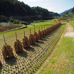 Rice field after harvest 