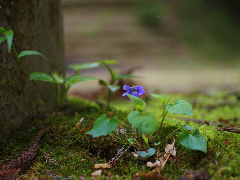 Small flower at shrine in TABITO village