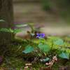 Small flower at shrine in TABITO village