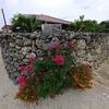 Coral stone wall