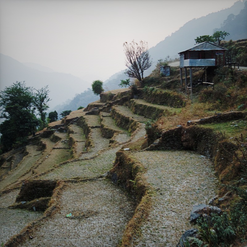 Terraced fields
