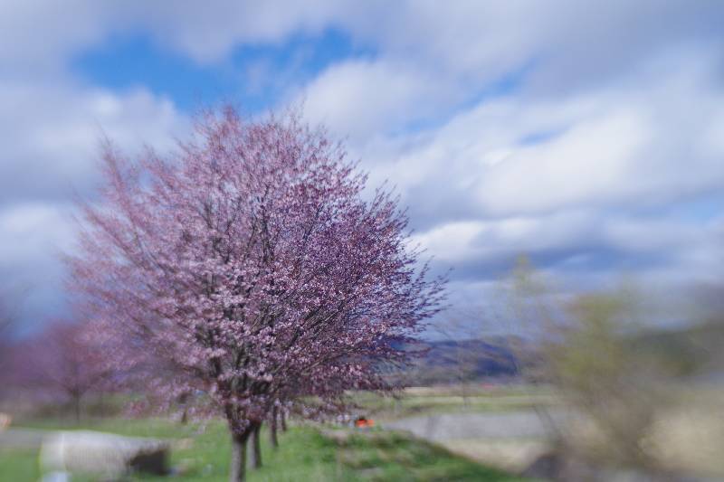Cherry blossoms in TONO city (遠野の桜)