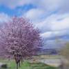 Cherry blossoms in TONO city (遠野の桜)