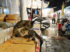 Cat in a market 