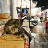 Cat in a market 