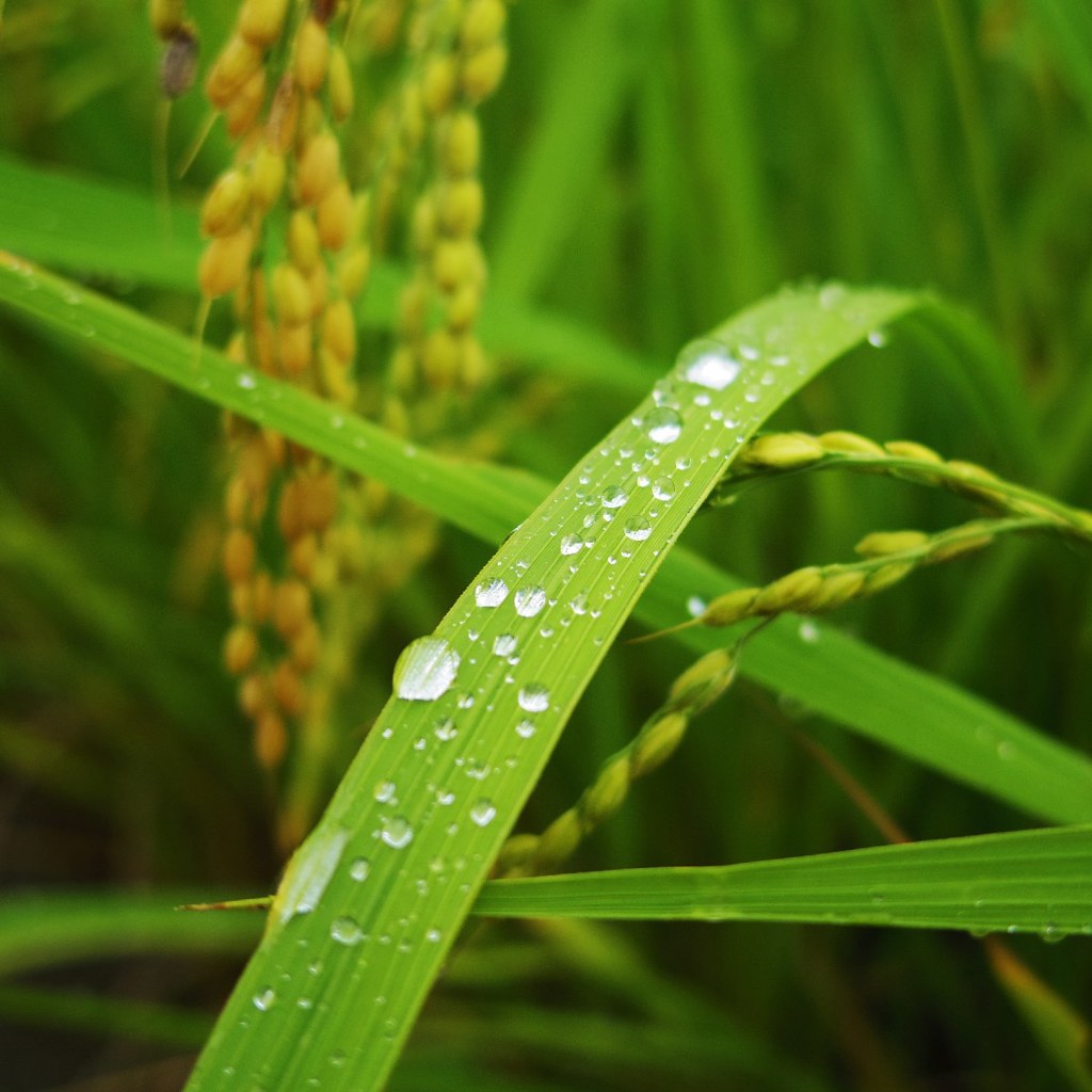 Rice field in rain 