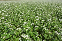 Buckwheat flower of this season