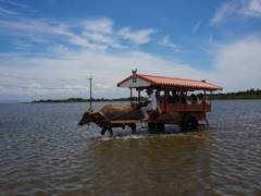 浅い海辺を渡る水牛車