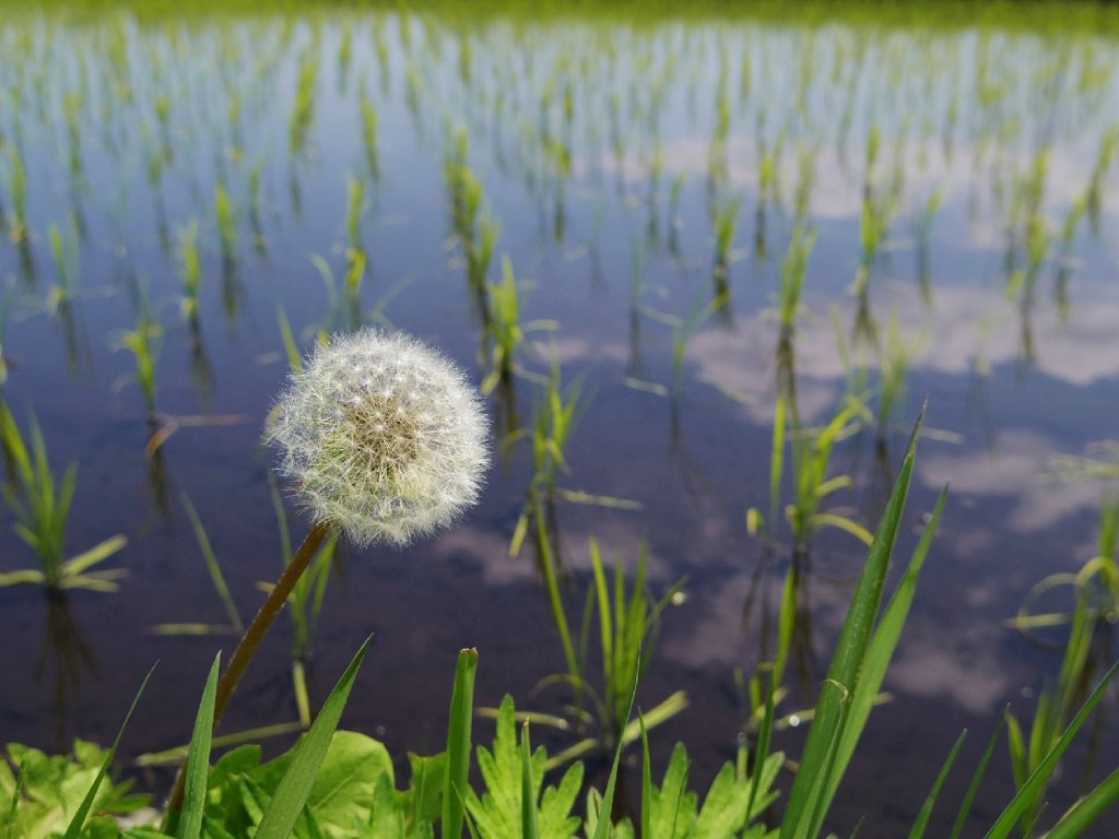 Rice-field just after transplanting