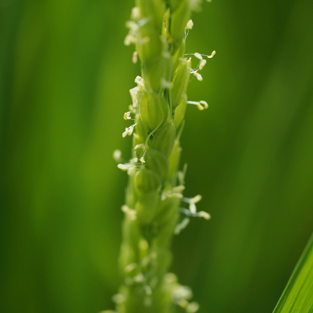 Rice flowering 