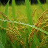 Rice field in rain 