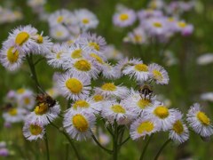 Insect Pollination