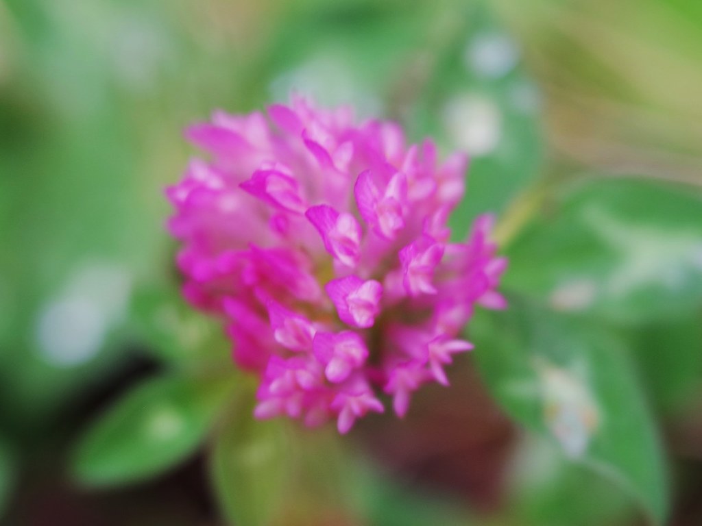 Clover flower 