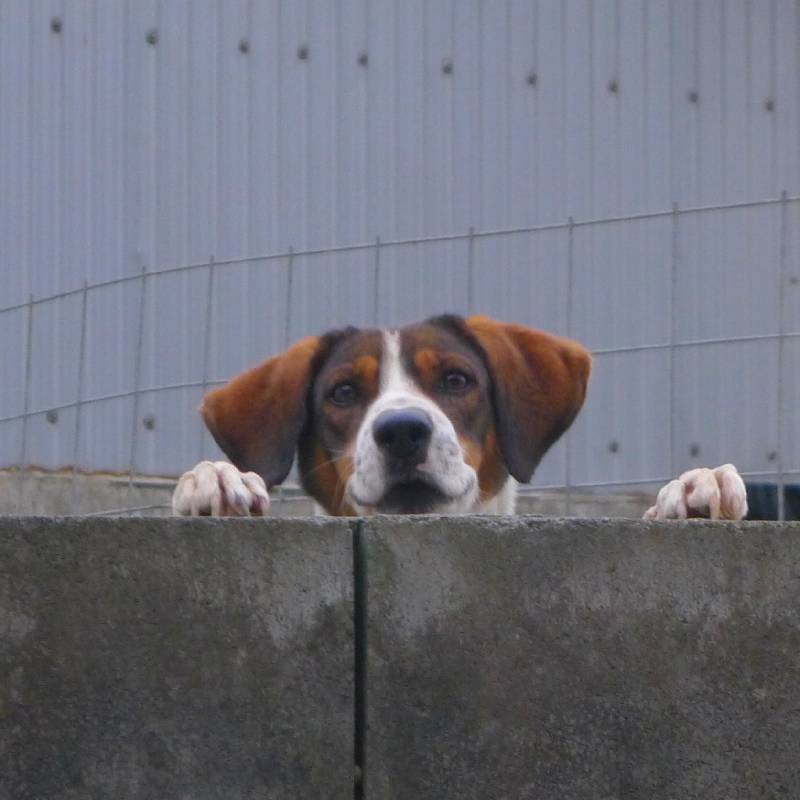 Dog behind wall