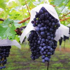 Grapes with umbrella 