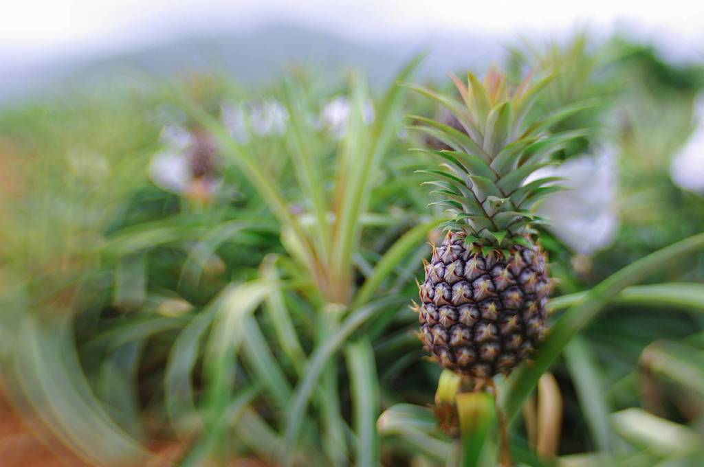 Pineapple before harvest