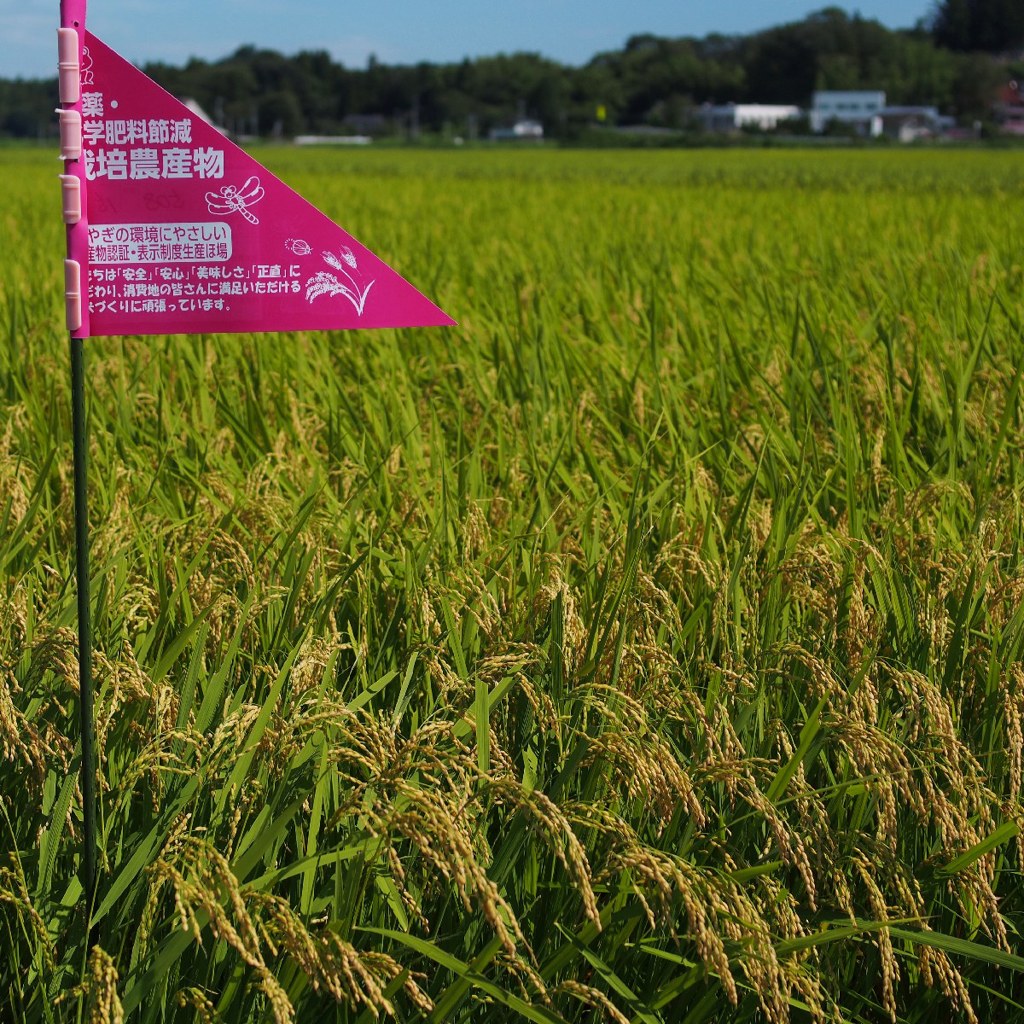 Before rice harvest in MIYAGI prefecture