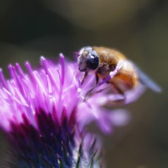 Cirsium and Bee (test shot of Velvet56)