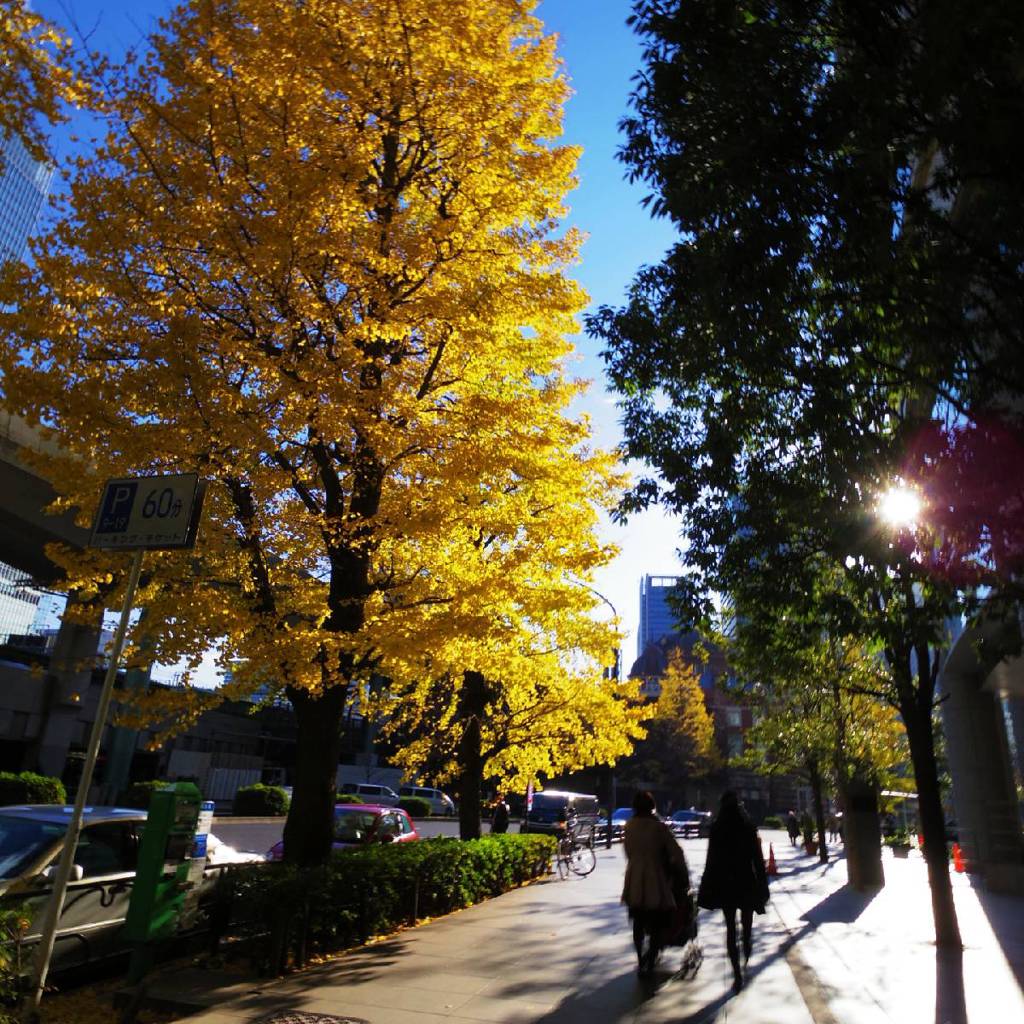 Gingko yellow leaves 