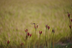 Buds of Lycoris flower along rice field