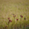 Buds of Lycoris flower along rice field