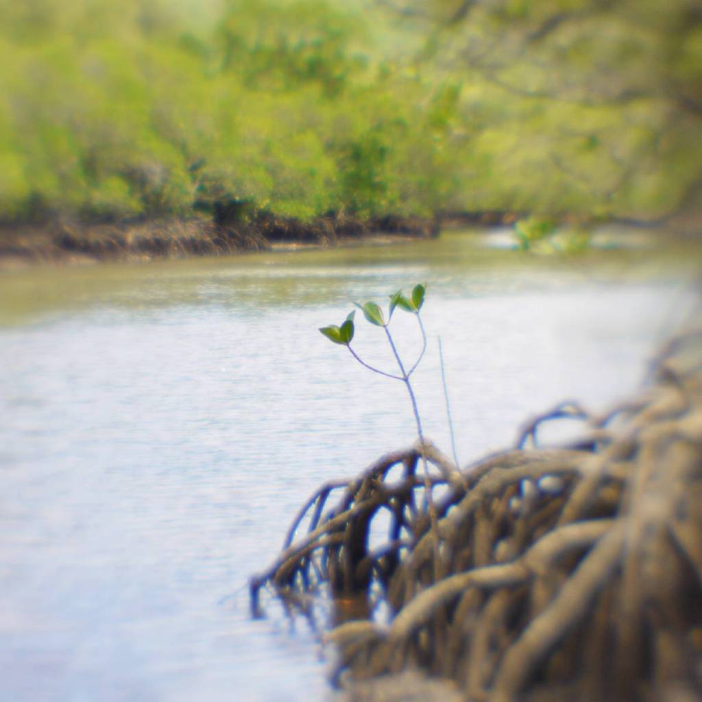 Mangrove
