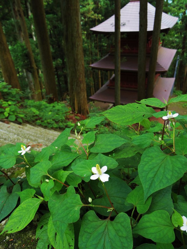 Flower of Houttuynia cordata