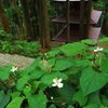 Flower of Houttuynia cordata
