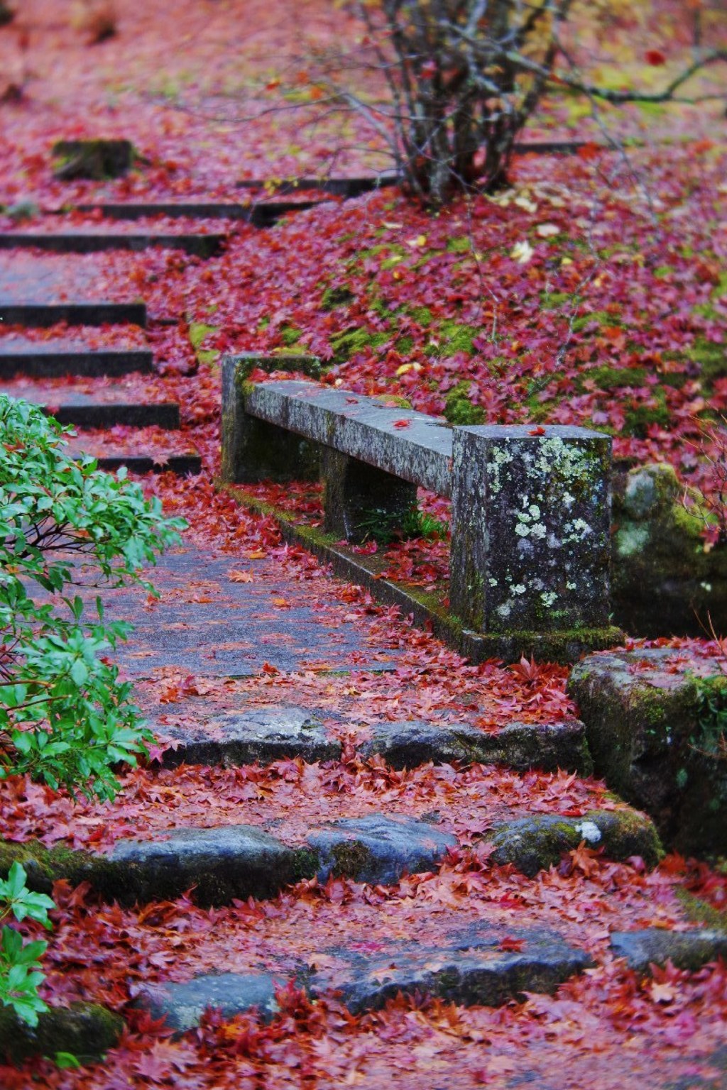 Autumn leaves on stone steps