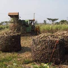 Sugarcane harvest