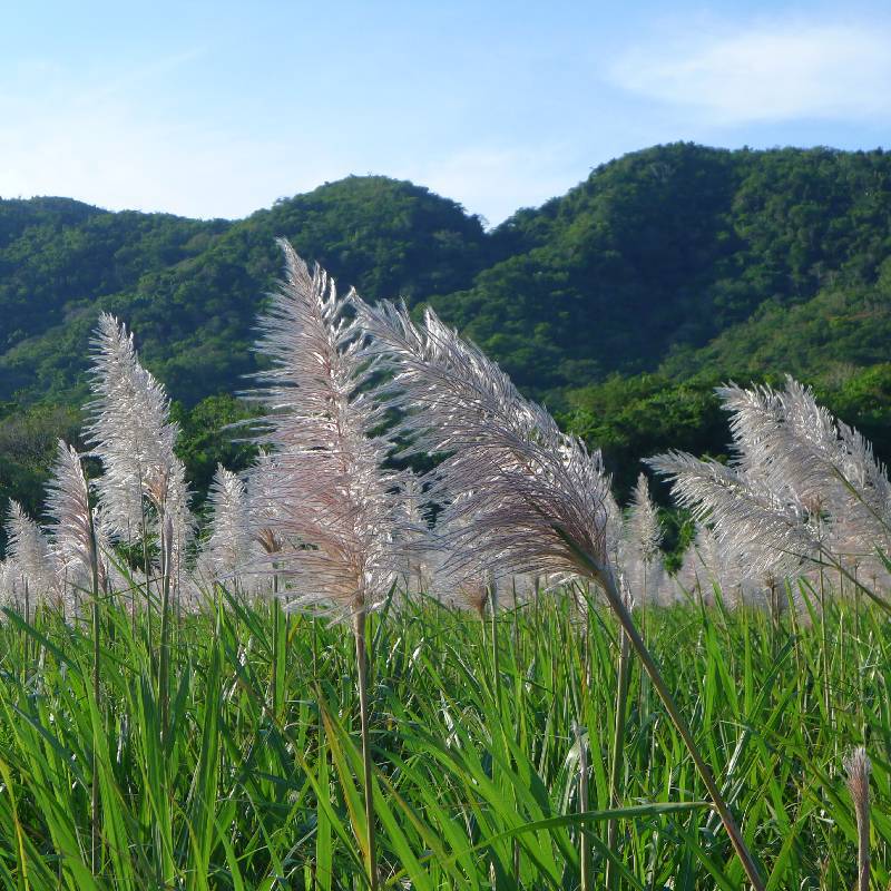 Sugarcane (サトウキビ)